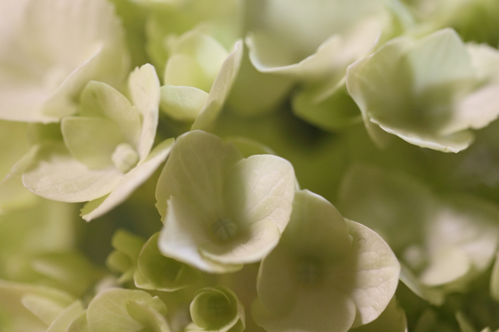 純白の紫陽花
