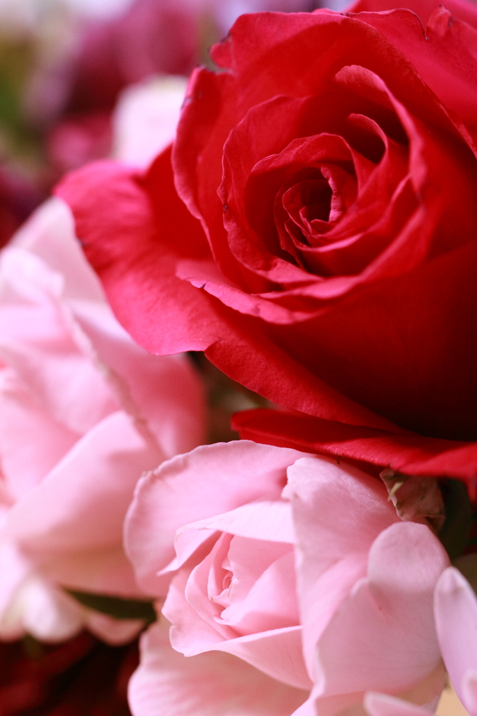 赤いバラとピンクのパラ
