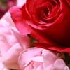 赤いバラとピンクのパラ