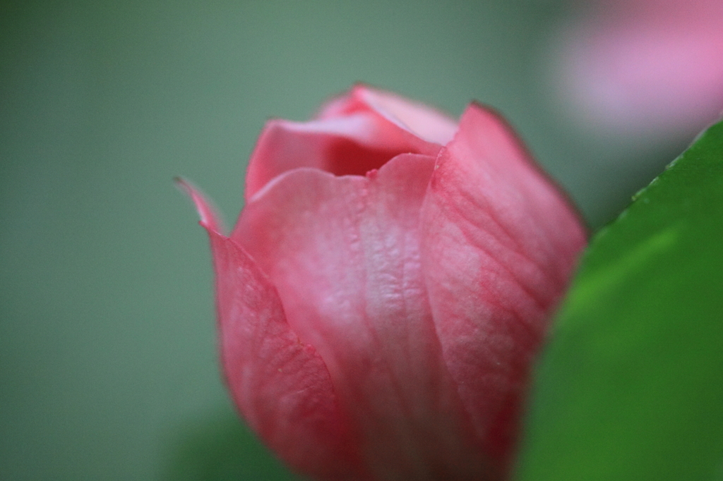 花梨の花