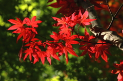 初夏でも赤いの？