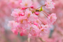 枝垂桜
