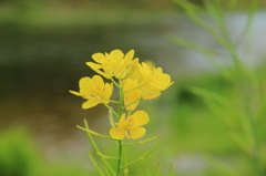 菜の花