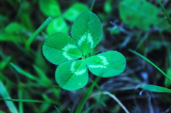 four learves clover