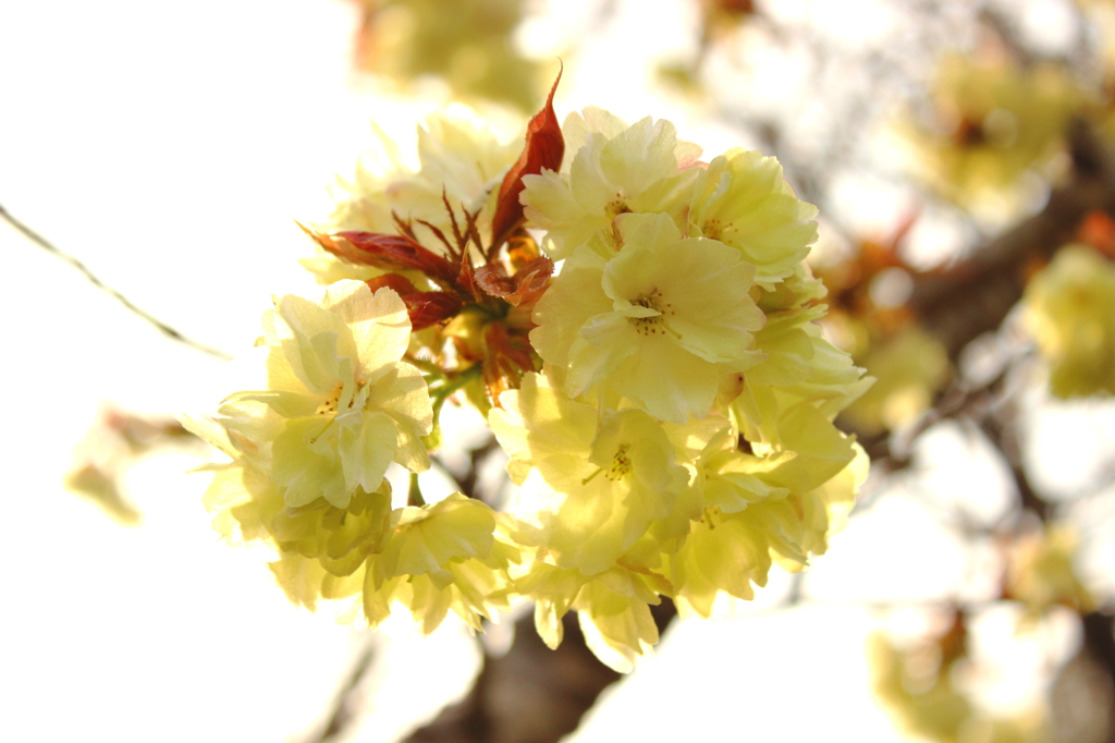 鬱金桜？