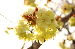鬱金桜？