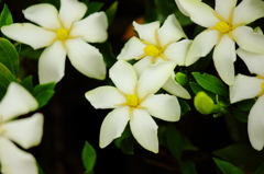 クチナシの花