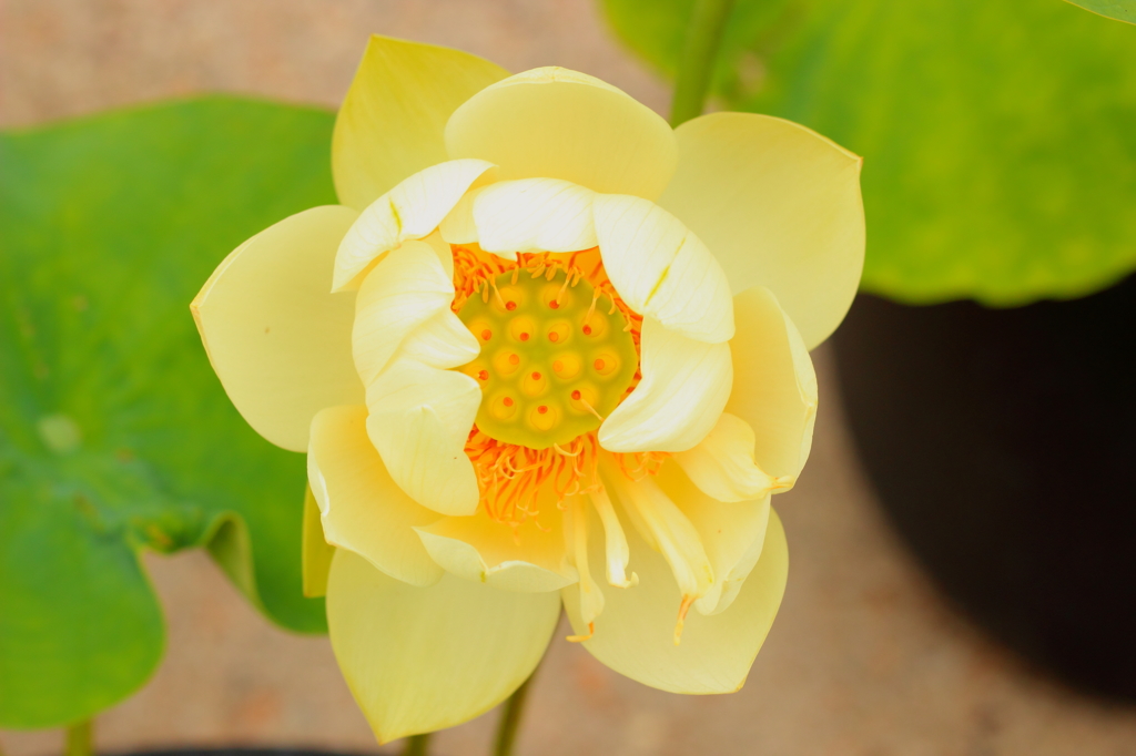蓮の花