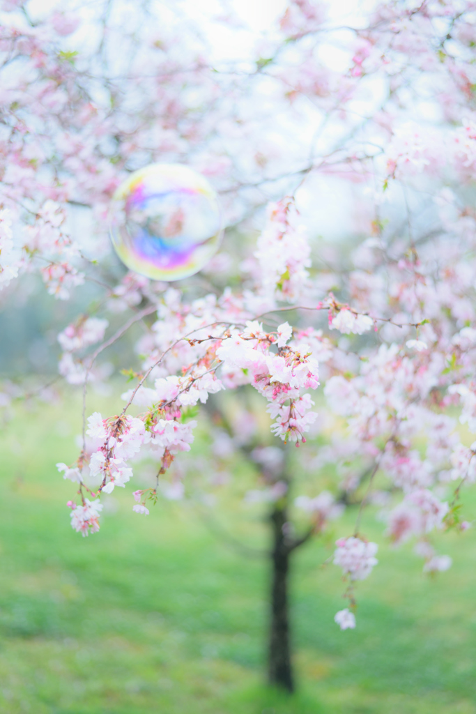 桜とシャボン