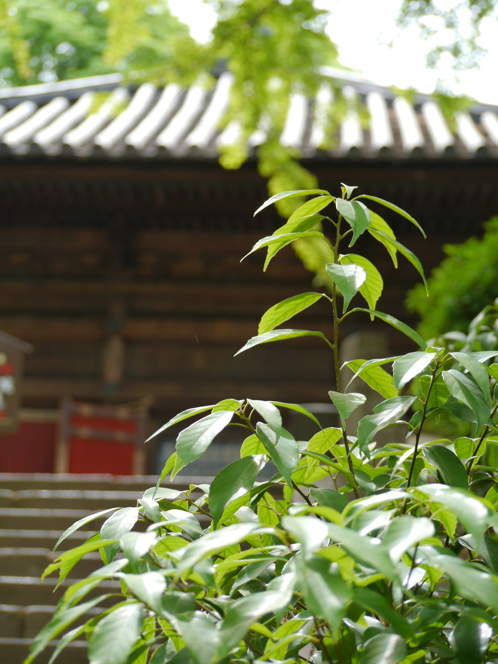 喜多院2＠川越