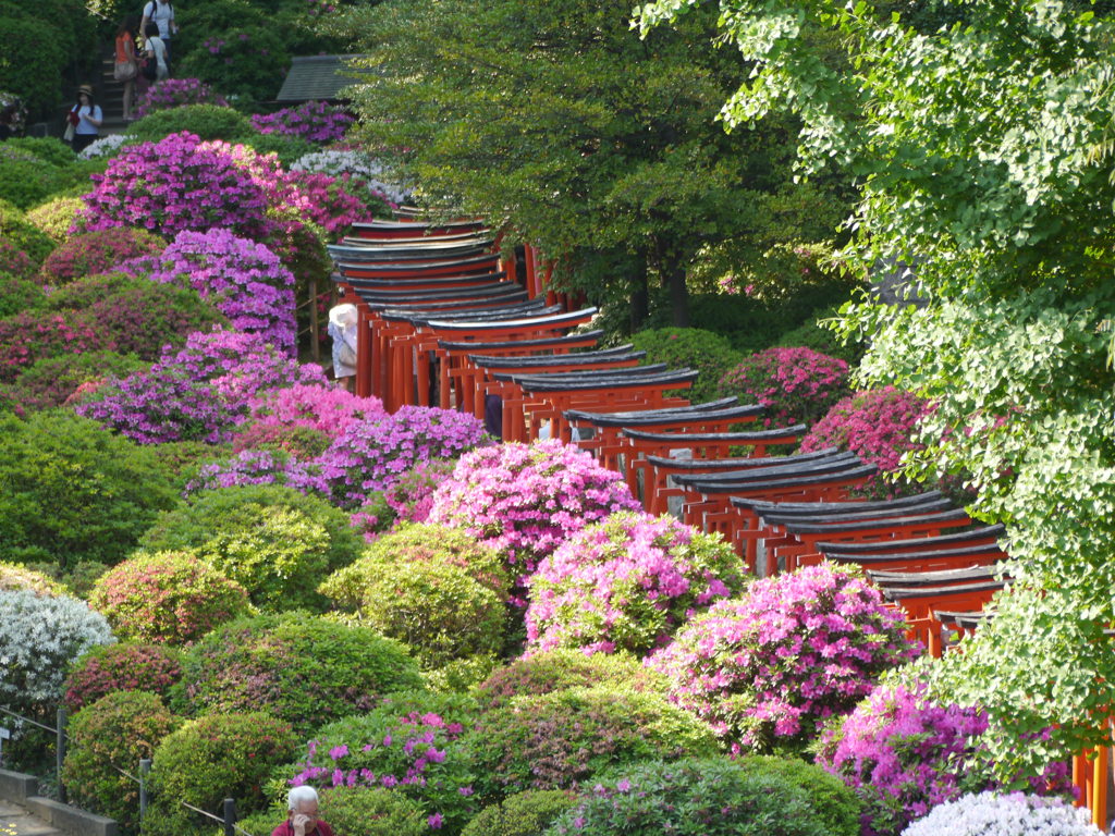 つつじ３＠根津神社