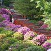 つつじ３＠根津神社