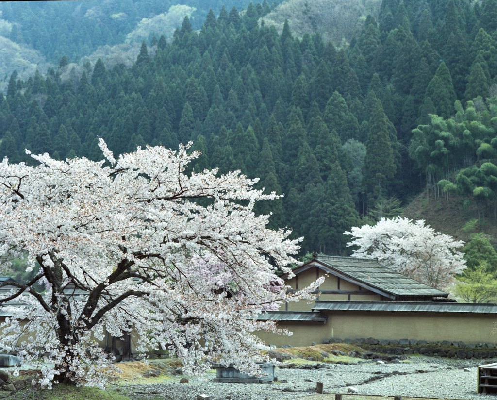 sakura