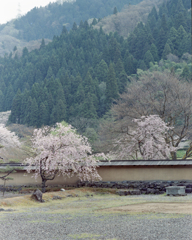 sakura