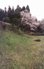 春の朝倉氏遺跡3