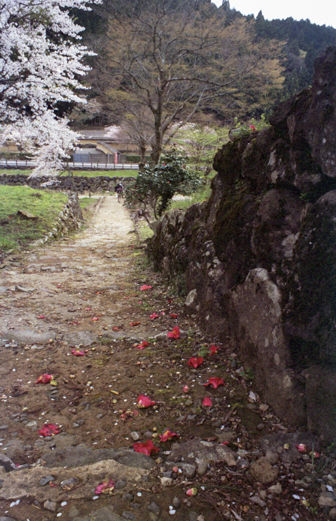 春の朝倉氏遺跡4