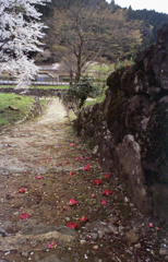 春の朝倉氏遺跡4