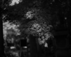 木漏れ日