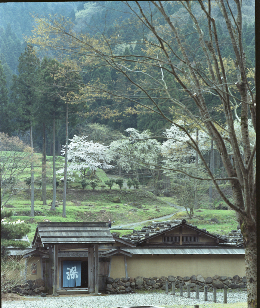 戦国時代の春
