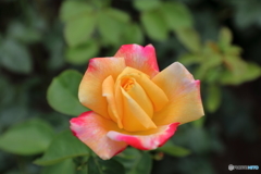 黄と赤の薔薇