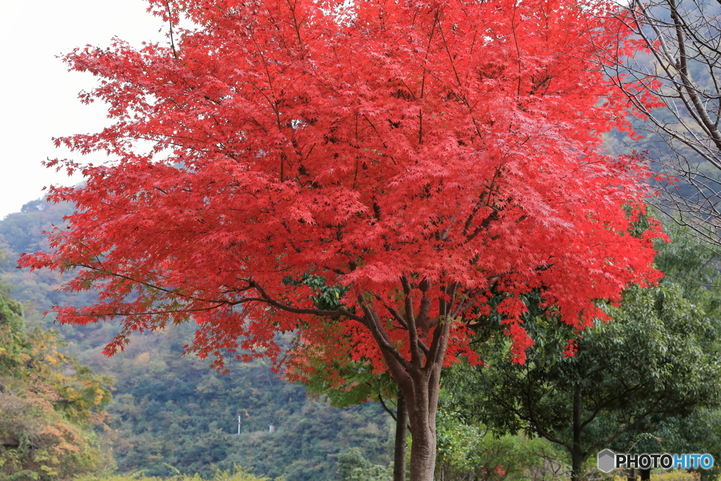 宮ヶ瀬湖(宮ヶ瀬ダム)の紅葉31