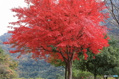 宮ヶ瀬湖(宮ヶ瀬ダム)の紅葉31