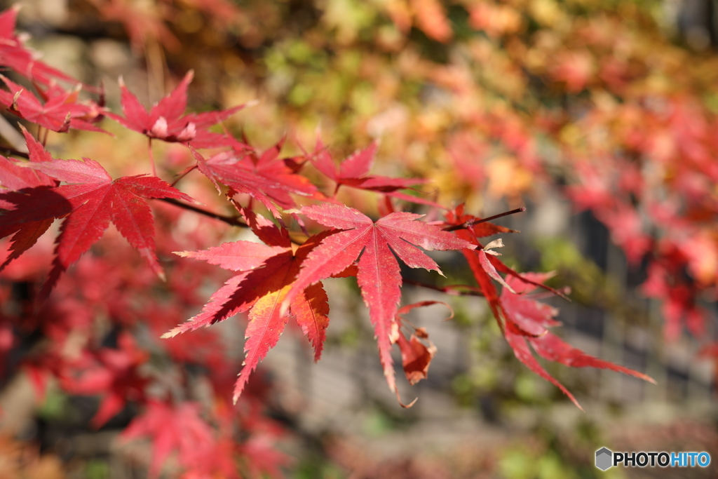 紅葉