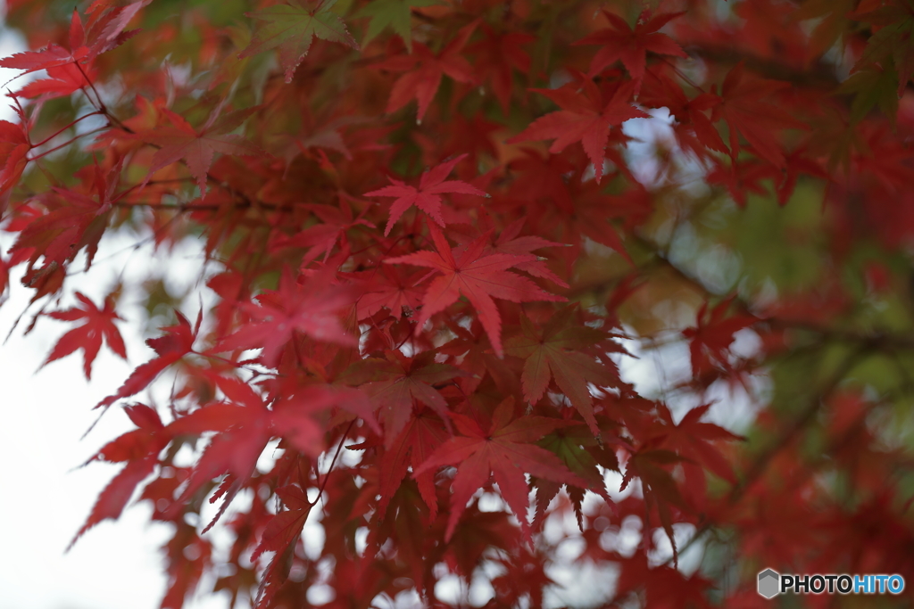 宮ヶ瀬湖(宮ヶ瀬ダム)の紅葉３