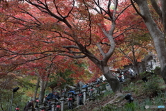 大山(神奈川県伊勢原市）6