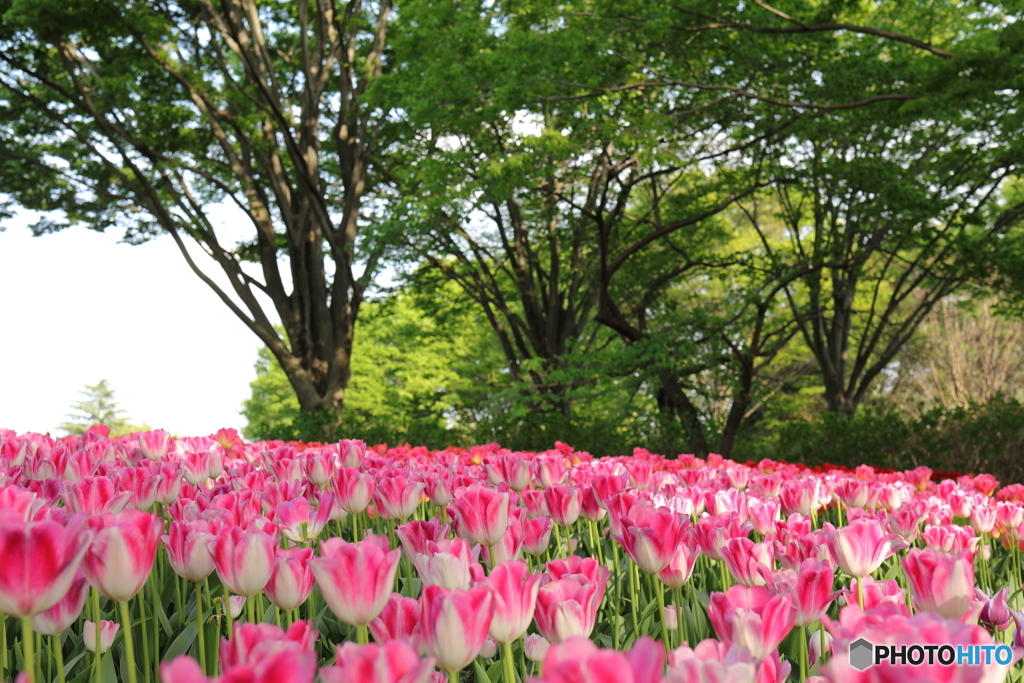 昭和記念公園㉗