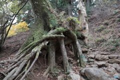 大山(神奈川県伊勢原市）22