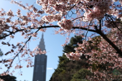 早春②