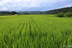 田園風景