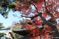 紅葉Ⅳ