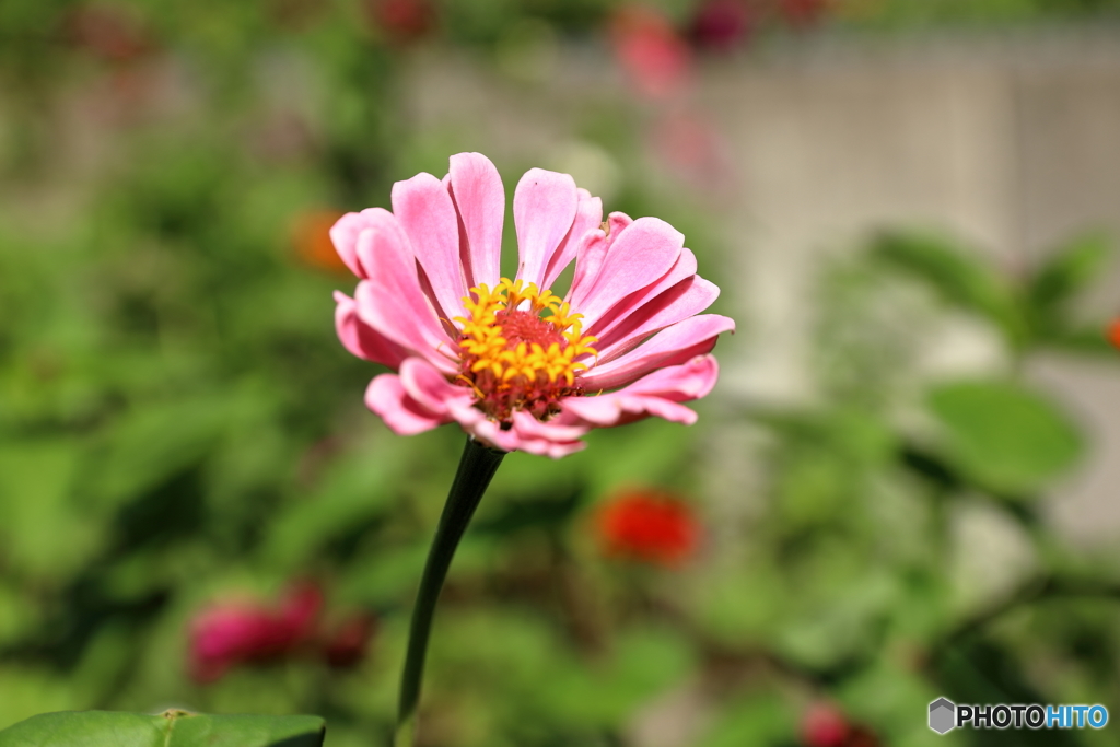 津久井湖の花④