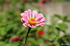 津久井湖の花④