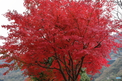 宮ヶ瀬湖(宮ヶ瀬ダム)の紅葉10