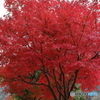 宮ヶ瀬湖(宮ヶ瀬ダム)の紅葉10
