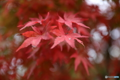 宮ヶ瀬湖(宮ヶ瀬ダム)の紅葉41