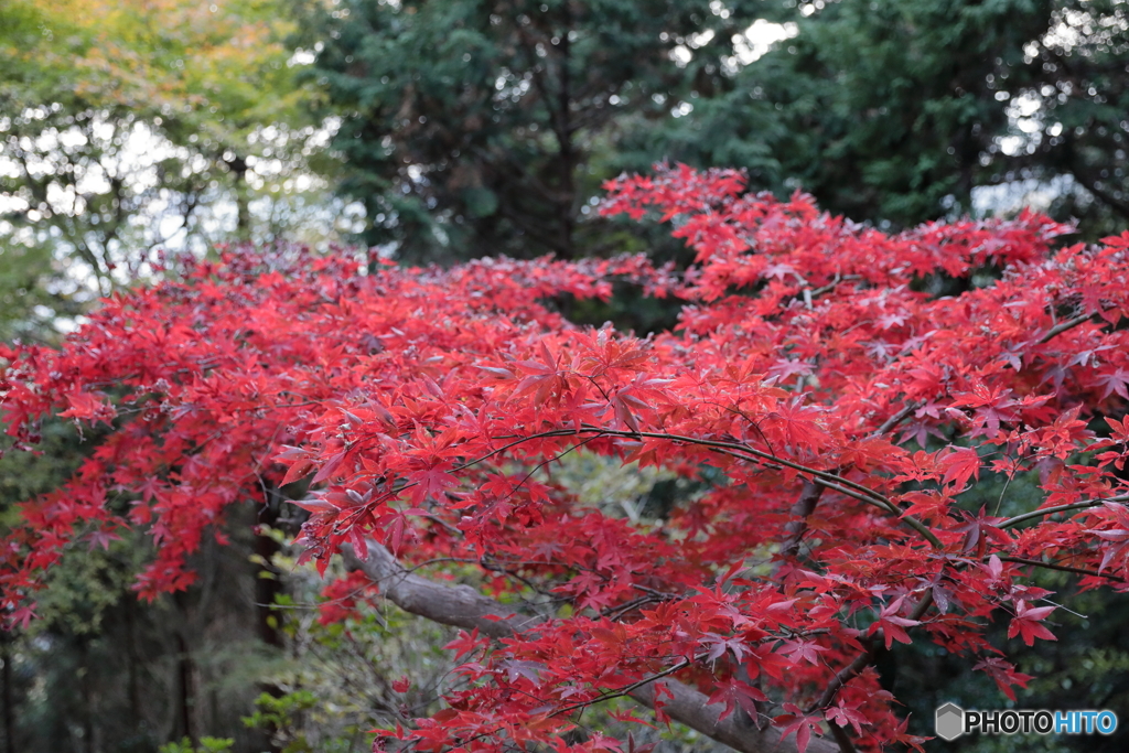大山(神奈川県伊勢原市）32