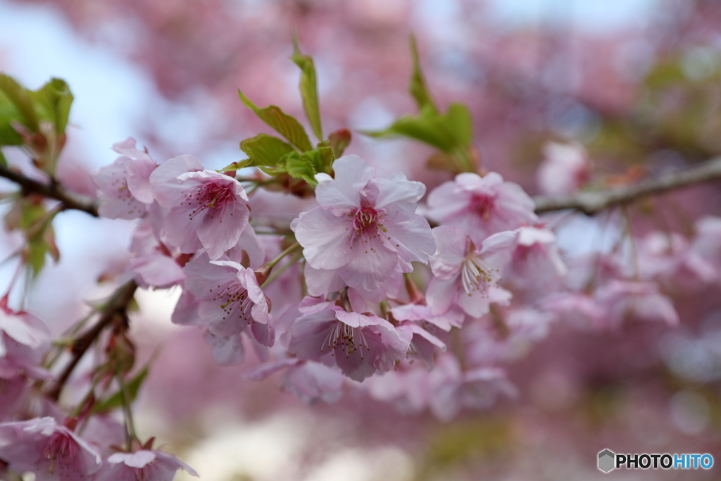 小田原城の早桜