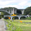花と橋
