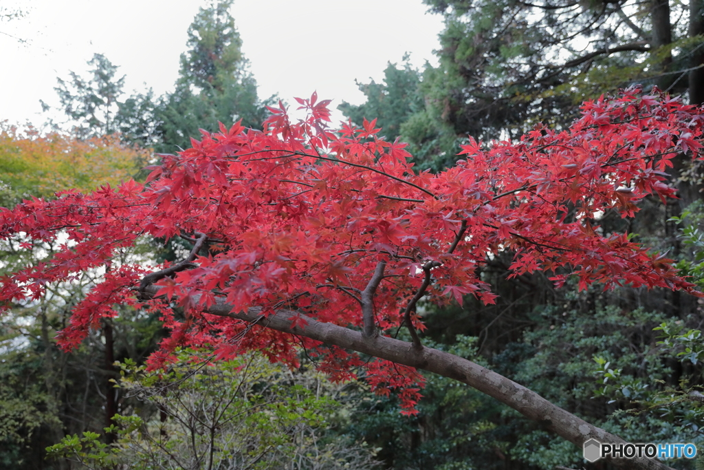 大山(神奈川県伊勢原市）30