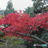 大山(神奈川県伊勢原市）30