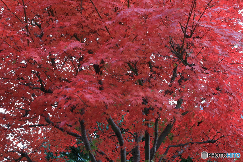 宮ヶ瀬湖(宮ヶ瀬ダム)の紅葉17