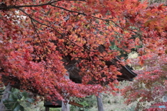 大山(神奈川県伊勢原市）17