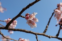 新宿御苑⑤