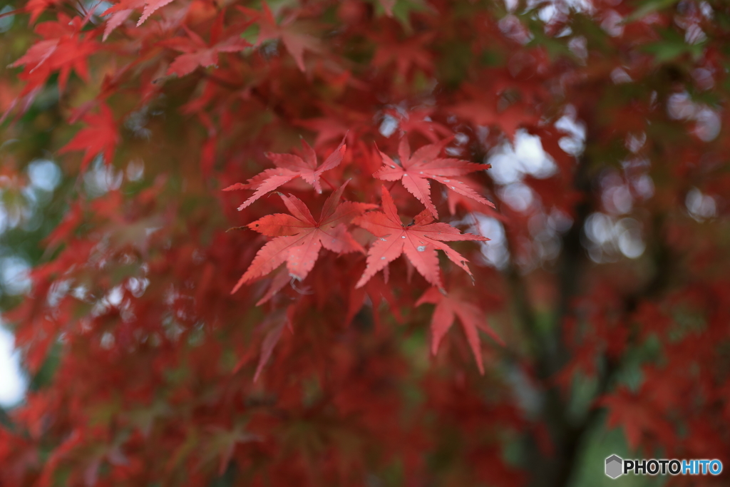 宮ヶ瀬湖 宮ヶ瀬ダム の紅葉40 By Discover Jp Id 写真共有サイト Photohito