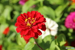 津久井湖の花①