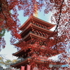 高幡不動16